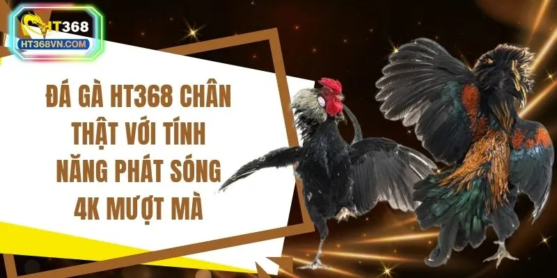 Đá gà HT368 chân thật với tính năng phát sóng 4K mượt mà
