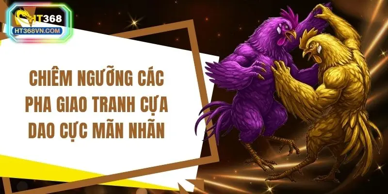 Chiêm ngưỡng các pha giao tranh cựa dao cực mãn nhãn