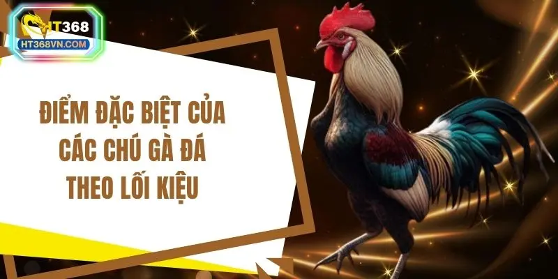 Điểm đặc biệt của các chú gà đá theo lối kiệu