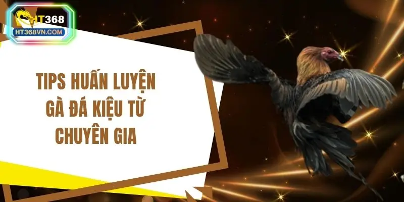 Tips huấn luyện gà đá kiệu từ chuyên gia