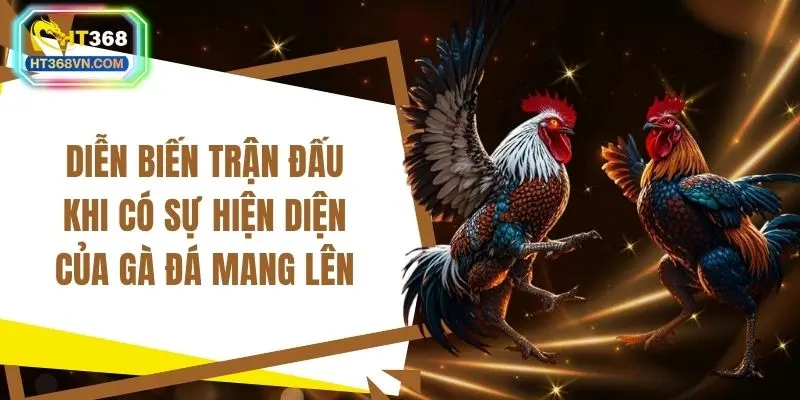 Diễn biến trận đấu khi có sự hiện diện của gà đá mang lên