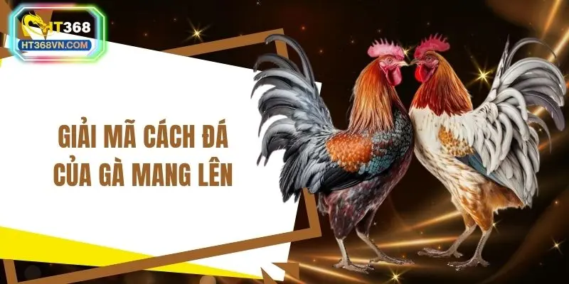 Giải mã cách đá của gà mang lên
